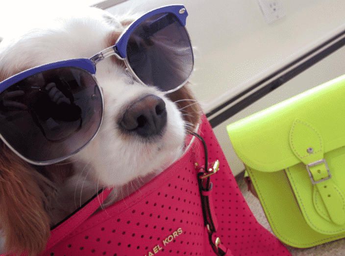 kingcharlescavalier michaelkors sunglasses hotpinktote neon neonhandbag sunnies dog pet cavalierkingcharles puppylove